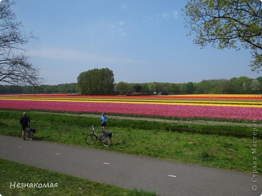 Парк цветов " Keukenhof" 3 часть. (фото 48)