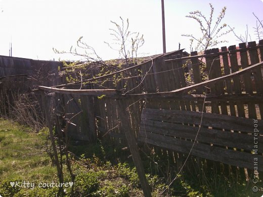 Из забора росло непонятное дерево, которое распускало свои почки. (фото 10)