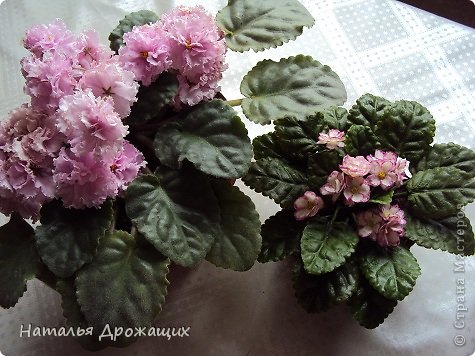 Она же на фоне живой натуральной. Такую махровую ещё делать не научилась, это только профессионалам под силу. (фото 9)