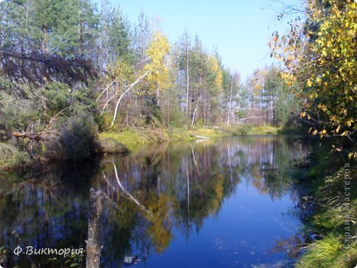 Лес возле села "Знаменское" (фото 6)