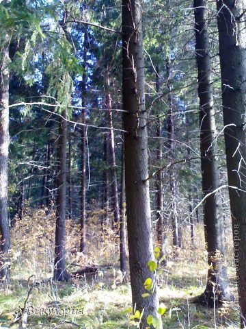 Лес возле села "Знаменское" (фото 14)