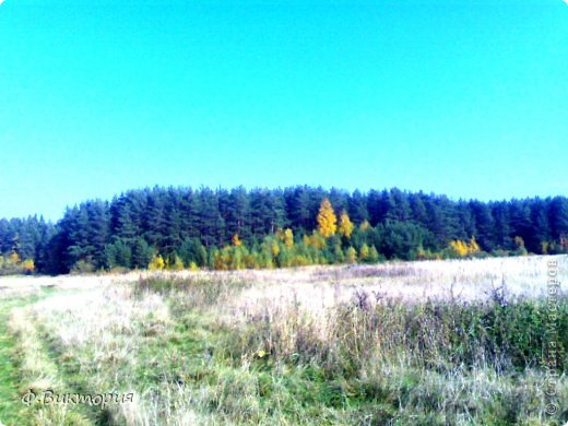 Лес возле села "Знаменское" (фото 25)