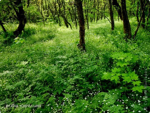 Море белых очаровательных цветов. (фото 25)