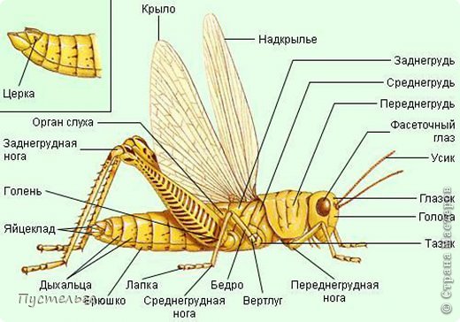 Как я это делаю... Нахожу схему-строение кузнечика, смотрю откуда что растёт. Эту отсюда 
http://multiring.ru/course/biology/content/chapter5/section6/paragraph4/theory.html#.U32-QPl_vlO (фото 2)