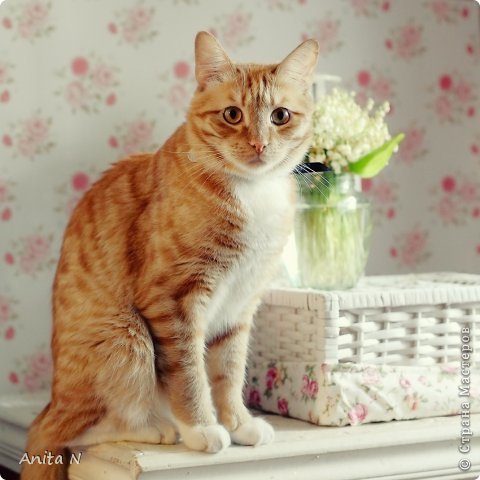 Привеееет! :)
Я с тюльпанами пришла, и котом! :) Вчера соседка по даче подарила небольшой букет совершенно отпадных тюльпанов! Некоторые сорта впервые в жизни увидела :)) Сразу подумалось - завтра съёмочный день :)
Светлый воздушный стиль сам собой сюда попросился, серия в стиле Шебби вышла :)
А кот тоже сам по себе пришел, поместился в ящик плетёный, и даже ленииииво так дал себя сфотать :) (фото 1)