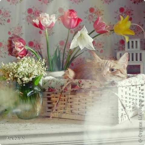 Шебби КОТ :) или натюрморты в светлом ключе (фото 2)