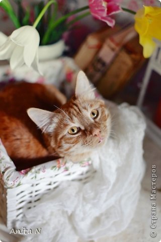 Шебби КОТ :) или натюрморты в светлом ключе (фото 4)