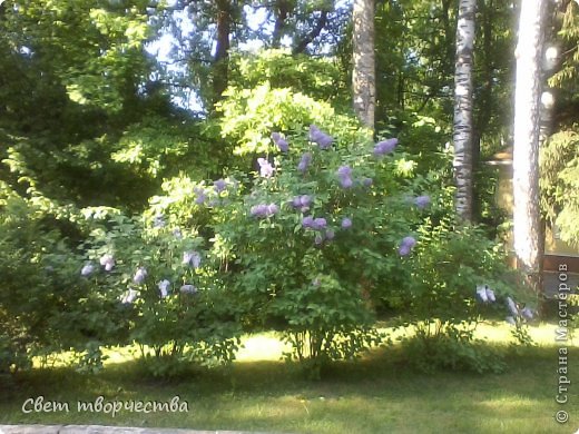 Кругом цветет сирень, источая неземной аромат... (фото 17)