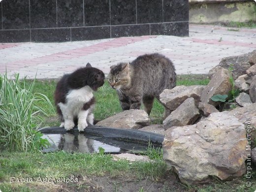   Сегодня я снова ходила на охоту.  Фотографировала цветочки, гонялась за пчелами, а они никак не желали фотографироваться.  Но вот наконец-то  мне улыбнулась удача и встретились крупные хищники. (фото 1)