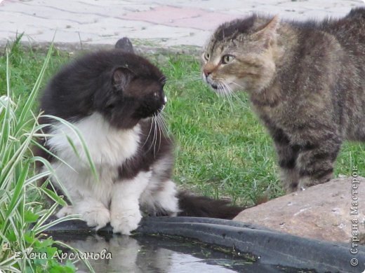 Какой взгляд! Совсем запугал черно-белого кота. (фото 3)