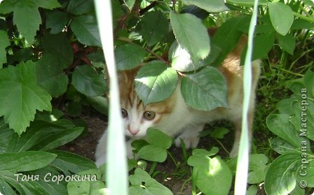 Это его первое знакомство с растительностью во дворе... (фото 5)