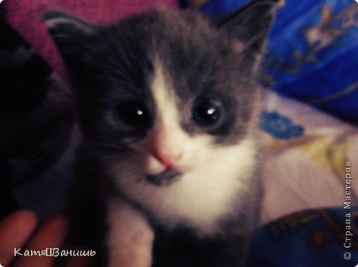 Привет См))Вот наш котеночек подрос.Уже вовсю бегает,играет))Научился Залезать на кроватЬ )СЕЙЧАС ЕМУ 3 недели и 2 дня.Теперь сам залезает ко мне на кровать и спит рядышком.А сегодня он лег на меня и стал доволно мурлыкать и лизать мне руки)Это было очень мило:ЗА сейчас несколько фоток (фото 1)