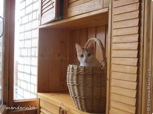 Бонус! Мой котёнок Мия залезла в корзину, пока я фотографировала Джулию с цветами))) (фото 10)