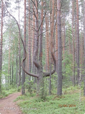 а там дерево вот такое. (фото 25)