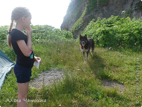 В это же день к нам пришёл волк - собака. (фото 2)