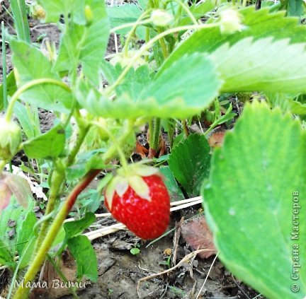 Первая... вкуууусная))) (фото 7)