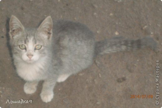 Котёнок.Знаете почему он смотрит в камеру?Просто я говорила "Кис-кис-кис". (фото 11)