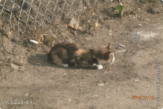 Продолжаю добавлять кошечек.Многие из них бездомные.Эту кошку зовут Стрелка.Хозяин поступил с ней очень жестоко.Она жила у него.Хозяин собрался переезжать в другой город.Он собралась,выпустил не задолго до этого Стрелку погулять,и вышел на улицу.Она было подбежала к нему,но он достал кусочек колбаски и бросил в другой конец улицы.Стрелка побежала  туда.Он взял и уехал на своей машине в другую область.Теперь Стрелка бездомная. (фото 1)