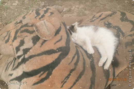 У нас во дворе лежит старая игрушка,и вот котёнок решил поспать...
.. Люди которые могут так равнодушно относится к животным, выкидывать их, когда они заболевают-бездушны. Будте добрее и жалостливее, животные самые чудесные и верные на свете друзья!! (фото 2)