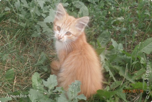 Котёнок Белки
Любите своих питомцев, они вас любят независимо от того кто вы (фото 4)