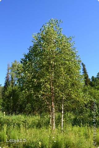 Горный Алтай (Телецкое озеро) (фото 14)