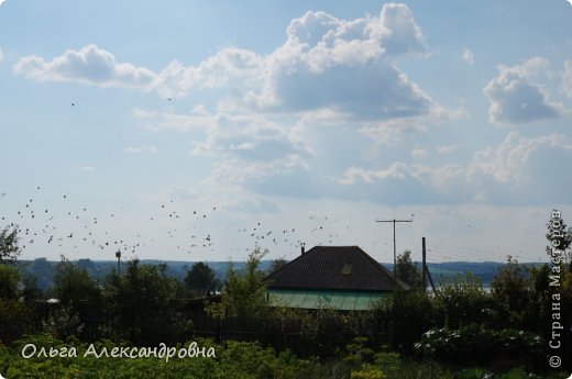 Это ворОны учили своих птенцов летать. (фото 34)