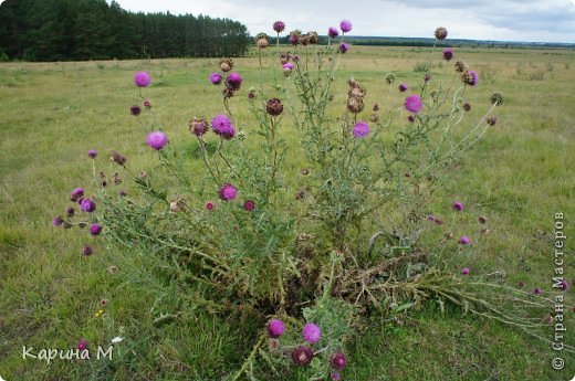 Цветочки, грибочки и многое другое)) (фото 5)