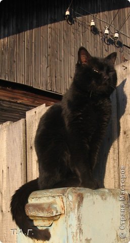 Я же когда села готовить материал, задумалась: «на кого похожи мои котики?» Просмотрев фото наших питомцев, нашла!!! Жил у нас кот Кузя, большой сильный кот. Он был главным на большой территории, два, а то и три раза в день обходил ее. Знакомые рассказывали, что заходил к ним на холодную веранду, кушал и уходил. А меня мучил вопрос: «Почему он дома мало ест, но в то же время крепкий такой, товарищ»
 (фото 27)