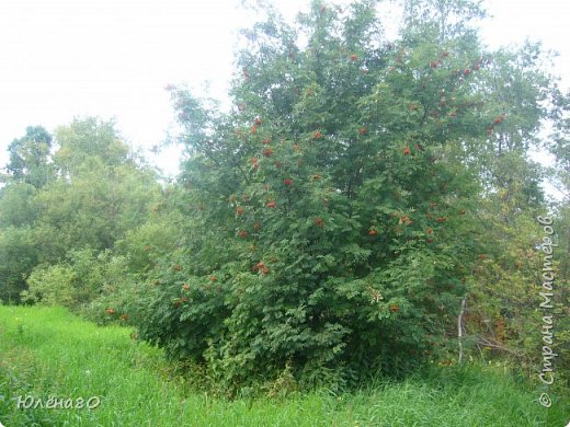 Вот и рябина порадовала гроздьями ягод! (фото 25)