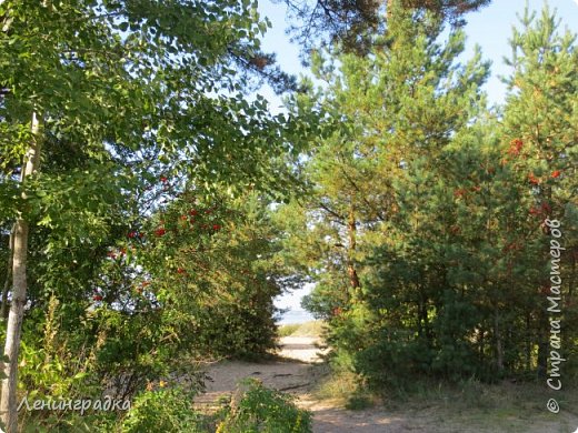 Ближе к заливу деревья становятся ниже. И вот уже в просвет видна водная гладь. (фото 14)