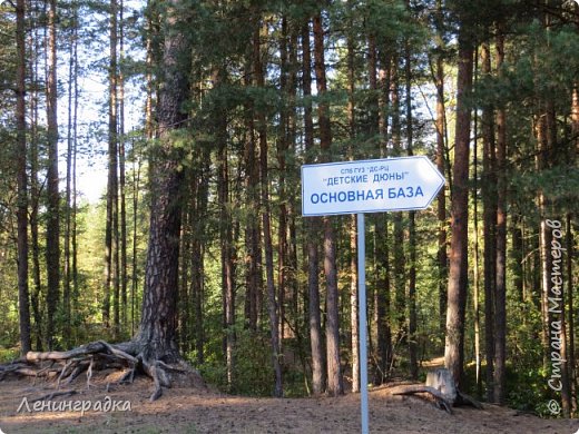 День второй.         
  Сосновый лес на берегу Финского залива. Я люблю сосновый лес и частенько брожу в поисках грибов по нему на даче, но ТАКОГО воздуха, как здесь, не вдыхала ни в одном бору. Все же, видимо, сказывается близость огромного водного пространства. (фото 10)