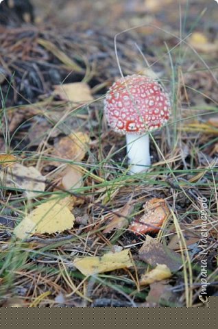 мухомор (фото 6)
