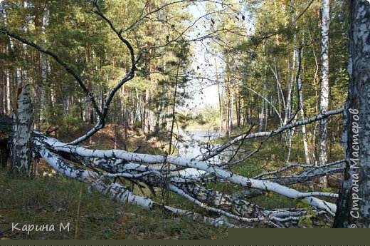 поваленная берёза... (фото 13)