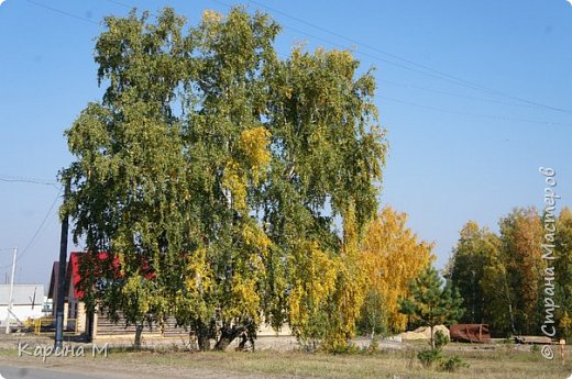 Величавые берёзы (фото 26)