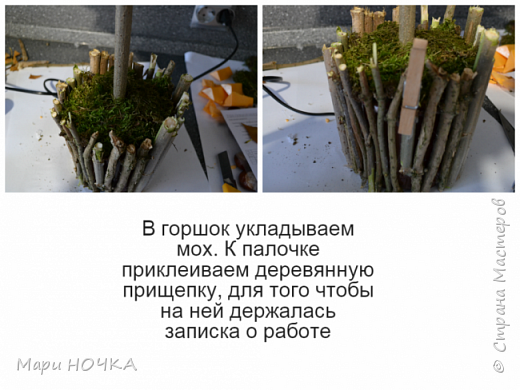Каштановый подсолнух или чудо Уссурийское (фото 11)