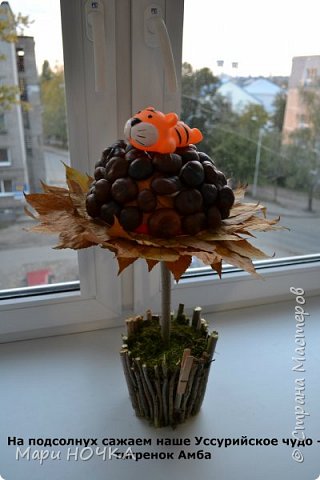 Каштановый подсолнух или чудо Уссурийское (фото 13)