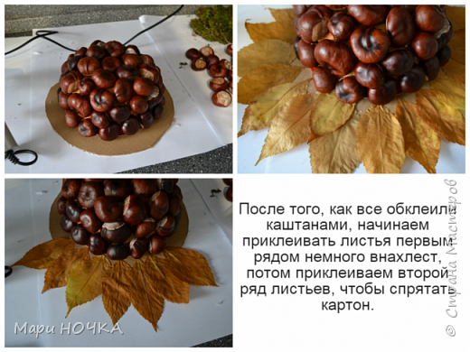 Каштановый подсолнух или чудо Уссурийское (фото 6)