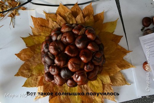 Каштановый подсолнух или чудо Уссурийское (фото 7)