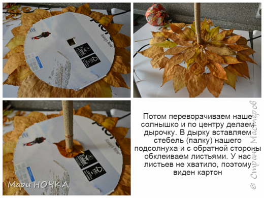 Каштановый подсолнух или чудо Уссурийское (фото 8)