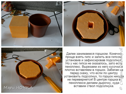 Каштановый подсолнух или чудо Уссурийское (фото 9)