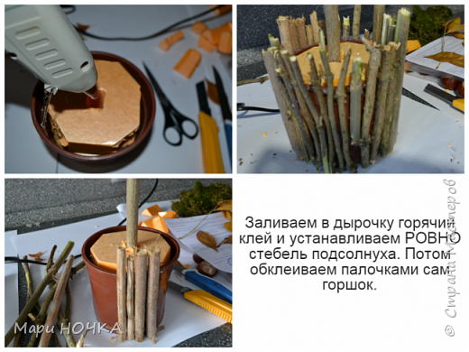Каштановый подсолнух или чудо Уссурийское (фото 10)