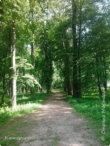 Красивенная аллея периода романтизма)
город Высокое. (фото 22)