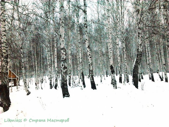 Разбросала косы русые береза,
Раскраснелись щеки с сильного мороза... (фото 17)