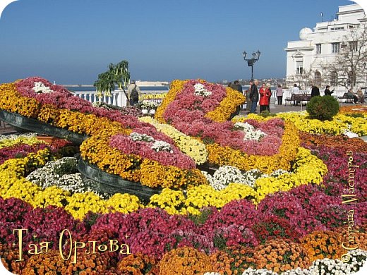 Среди клумбы огромная бабочка из цветов. (фото 7)