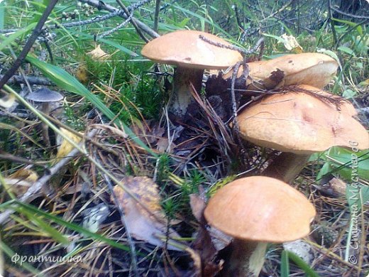 Замшелыми пнями.
Лесной глухоманью.
Дымящейся прелью. Российской землей.
Непрожитой жизнью?
Нехоженой ранью?
Быть может... Как тих он за утренней мглой,
Вот-вот в нас метнущий огонь кумачовый,
Подъемлющий жаркие стяги земли...
Не надо, мой милый...
О чем вы, о чем вы?
Чего не успели?
Куда не дошли?
Да, да. Я иду. Не бегите так быстро!
Слепит обезумевших красок каскад?..
То листья летят нам в лицо, а не искры.
Идемте! Идемте встречать листопад! (И. Снегова) (фото 24)