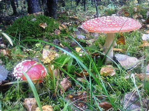 Удивлялся мухомор:
"И красив я, и хитёр,
На виду у всех расту,
Но все обходят за версту!" (С. Беликов) (фото 29)