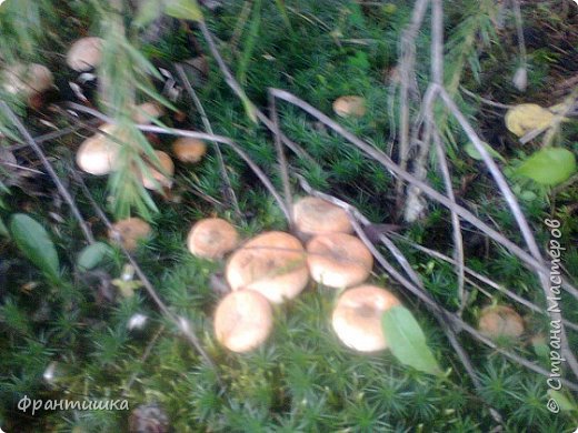 И вспоминаешь осень яркую,
И на грибы охоту жаркую.
И понимаешь: гриб, хоть маленький,
Он - чудо из семи чудес. (фото 26)