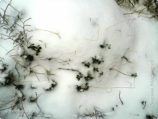 Брусничник виднеется из-под снега. (фото 17)