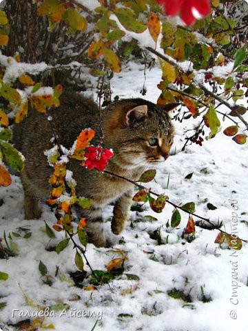 ...Разное... (фото 16)