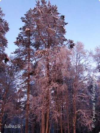 Понимаю, что пост получился длинным, но всё же одно фото природы выложу. У нас сейчас бесподобная погода - мороз, ветра нет, снег пушистый и искристый, переливается в свете фонарей как драгоценные камни! И деревья стоят покрытые снегом  как в волшебном лесу - сказочно красиво! (фото 59)